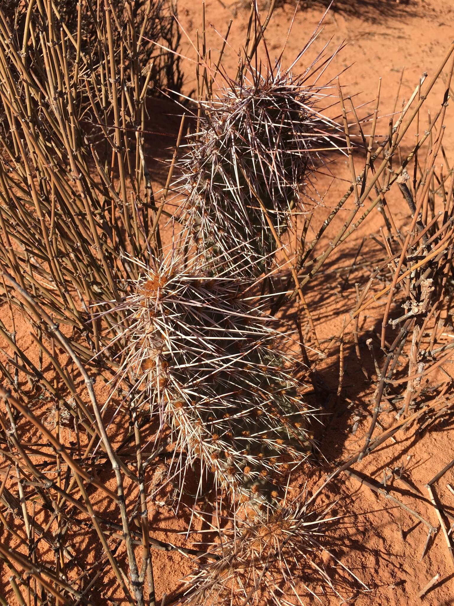 Image of Navajo Bridge pricklypear