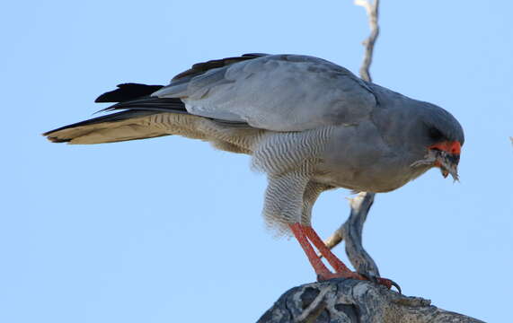 Image of Pale Chanting Goshawk