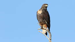 Image of Jackal Buzzard