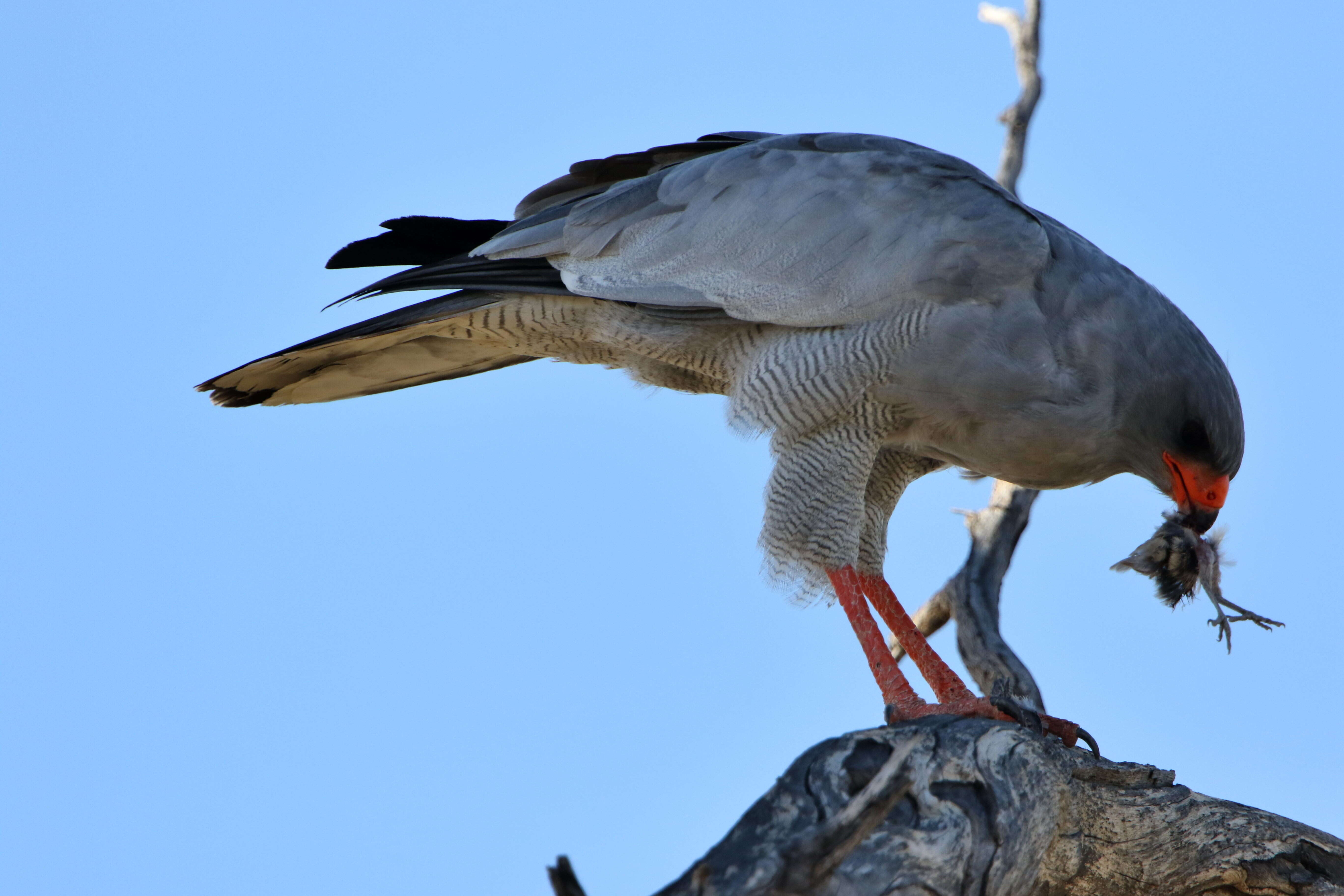 Image of Pale Chanting Goshawk