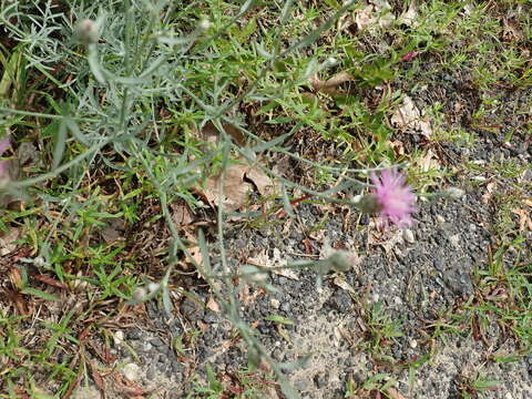 Image of spotted knapweed