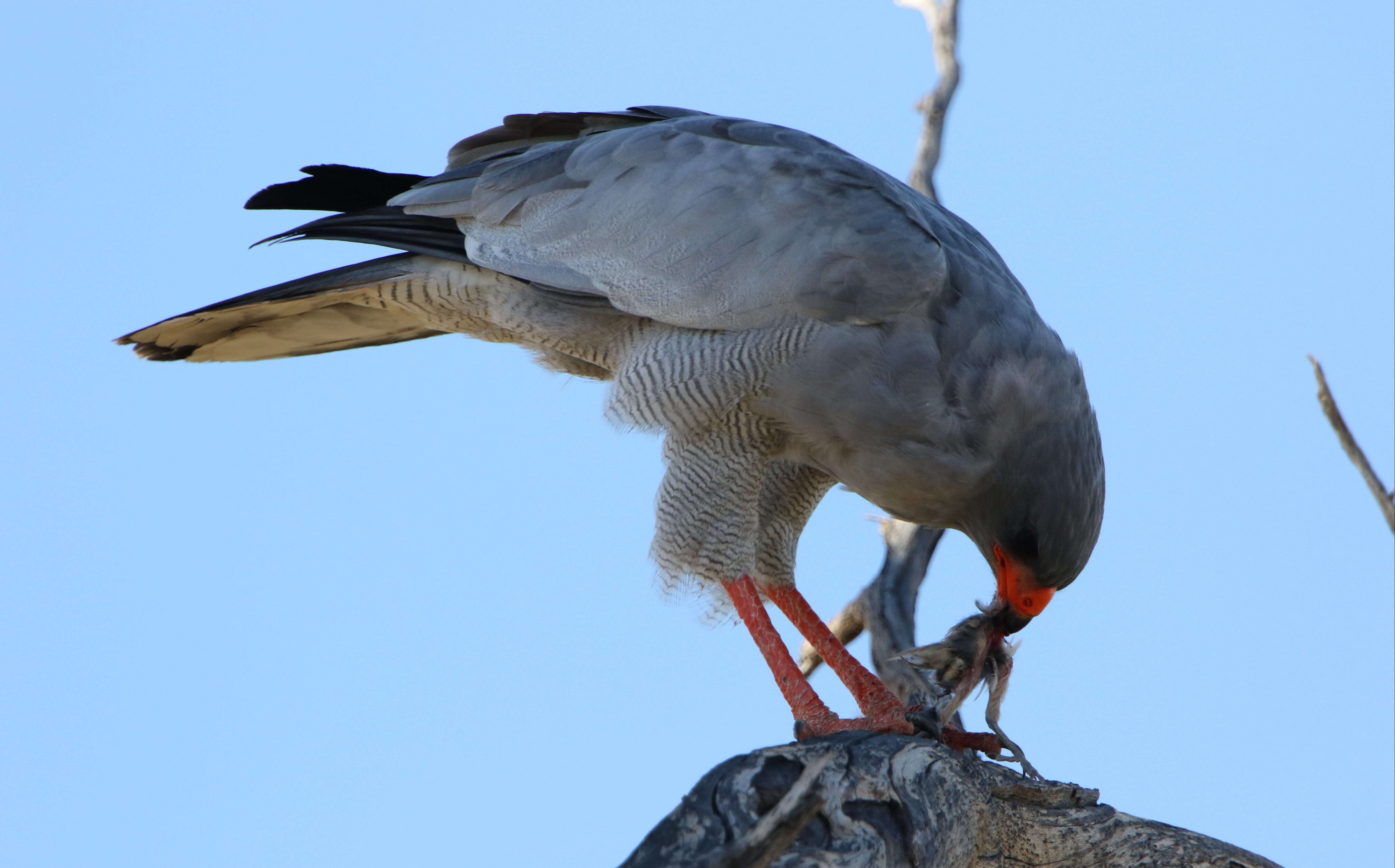 Image of Pale Chanting Goshawk