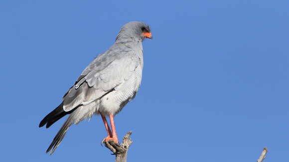 Image of Pale Chanting Goshawk