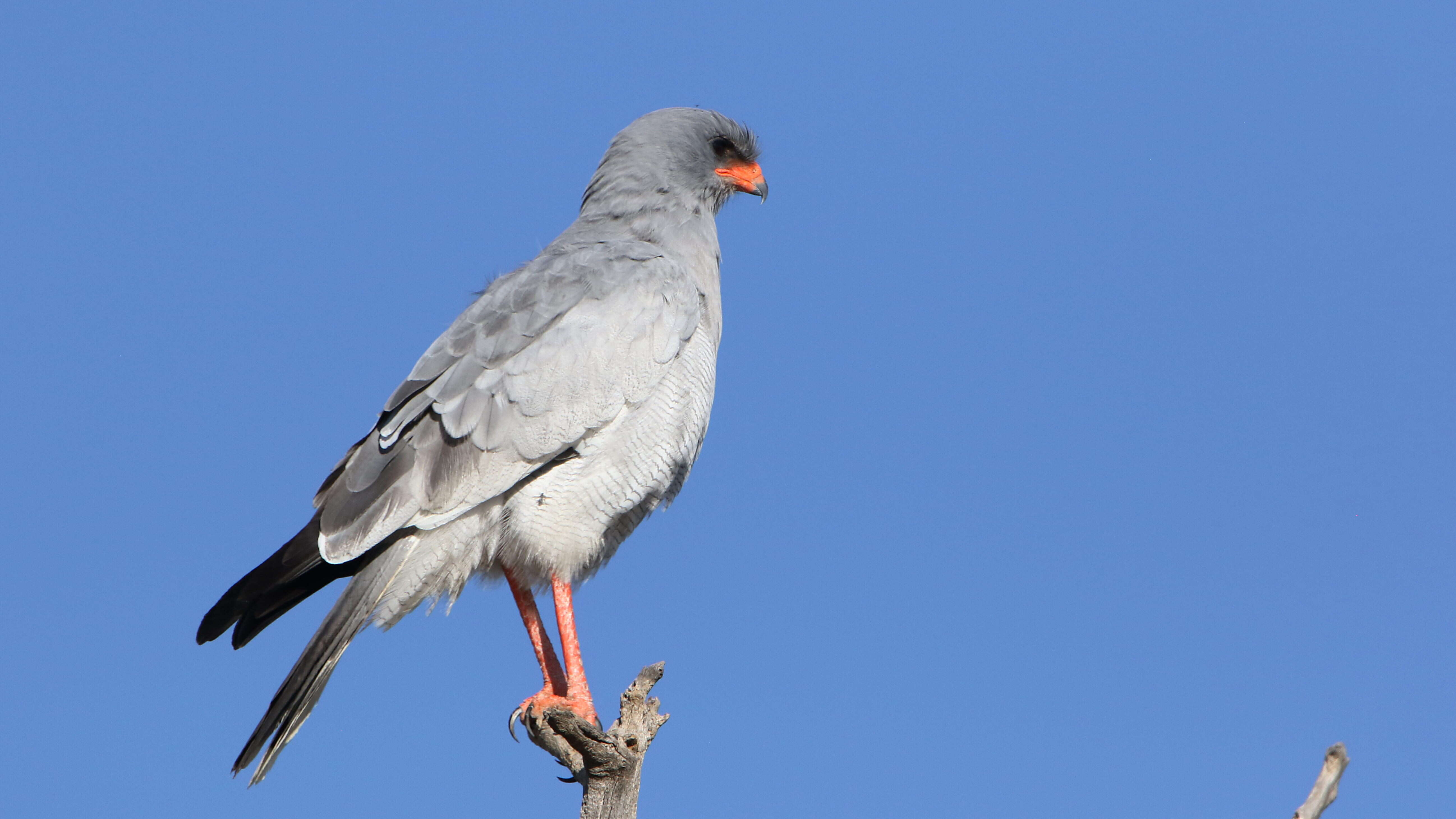 Image of Pale Chanting Goshawk