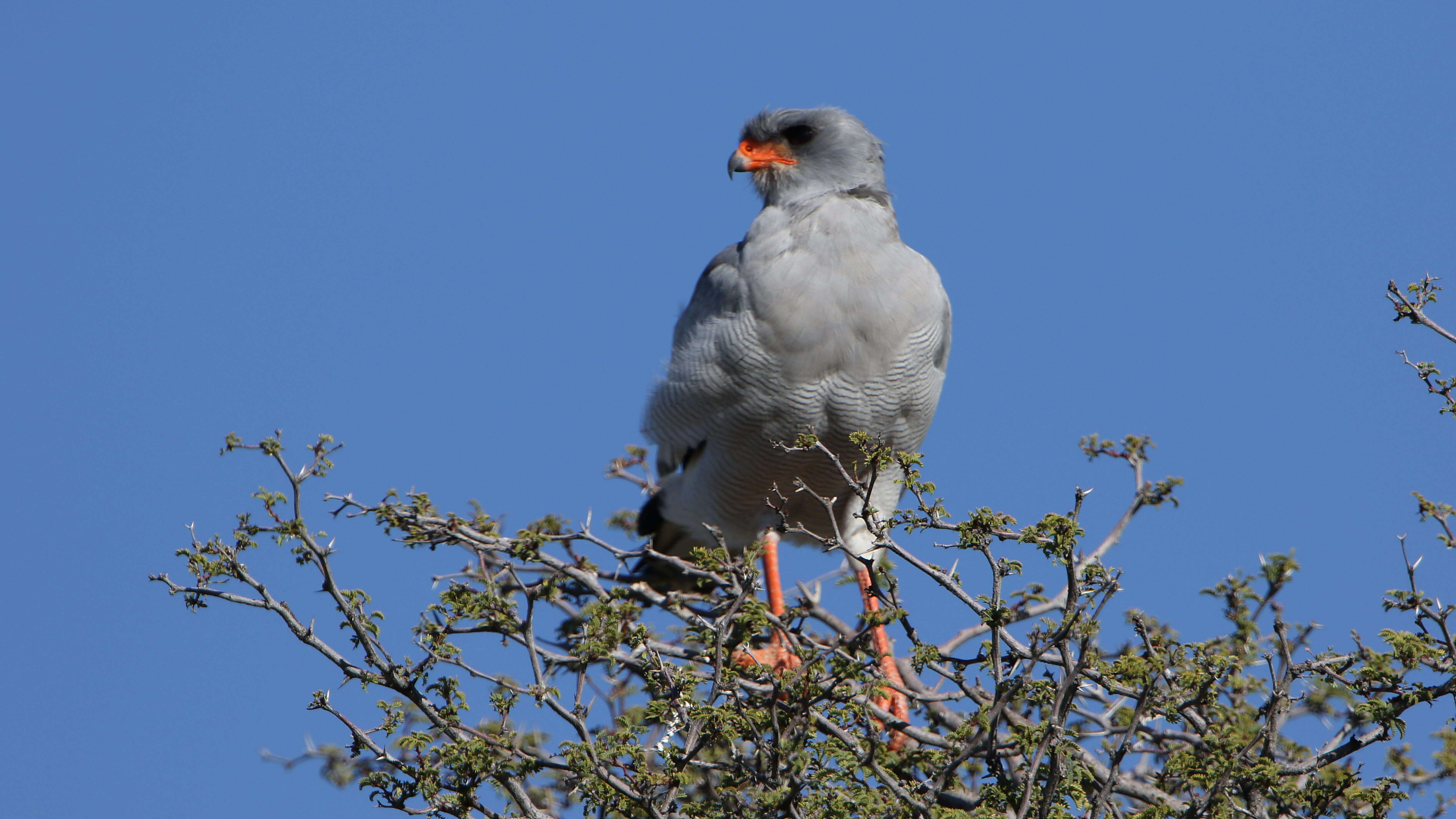 Image of Pale Chanting Goshawk