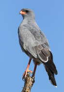 Image of Pale Chanting Goshawk