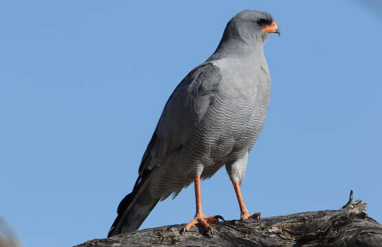 Image of Pale Chanting Goshawk