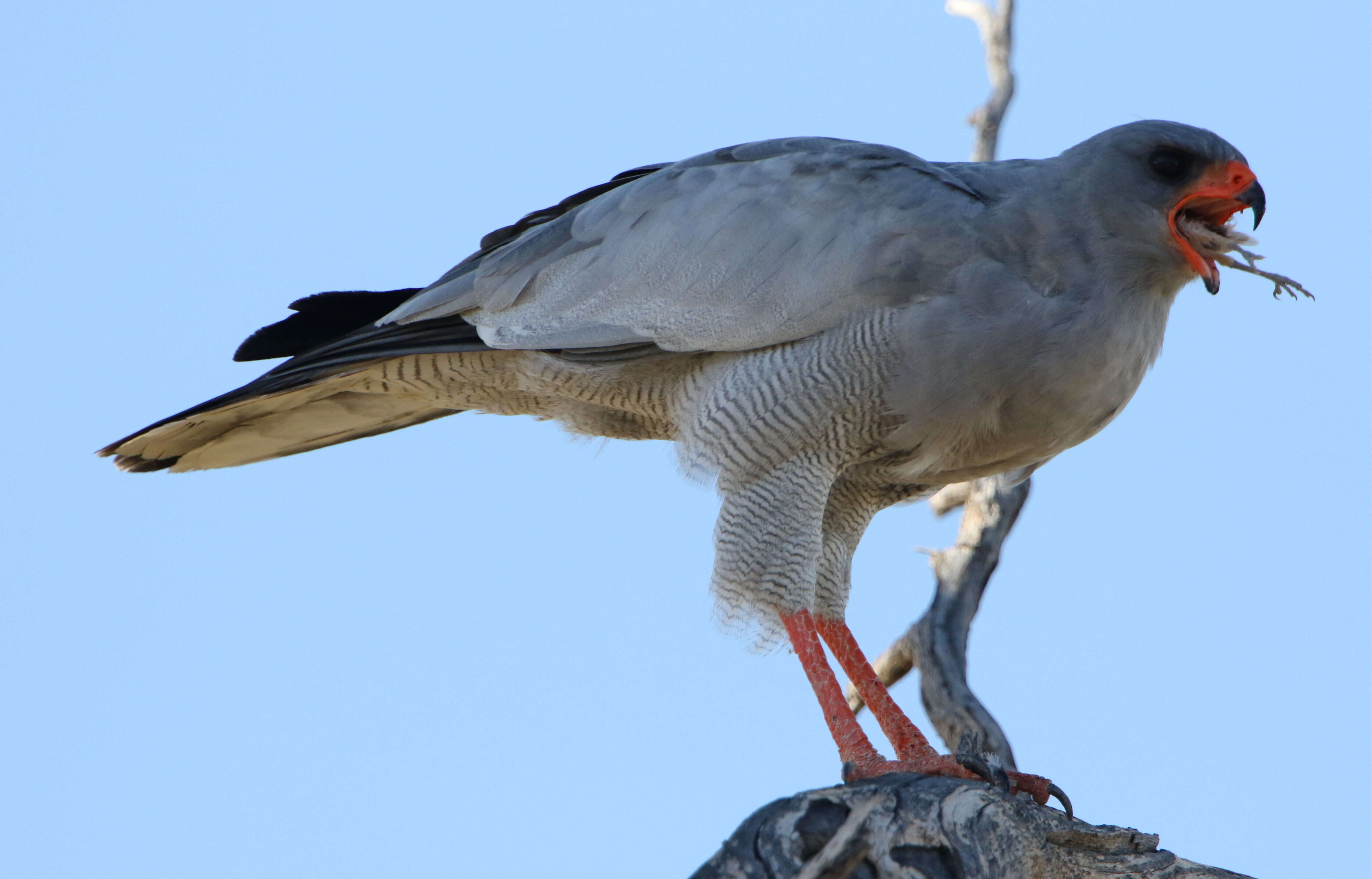 Image of Pale Chanting Goshawk