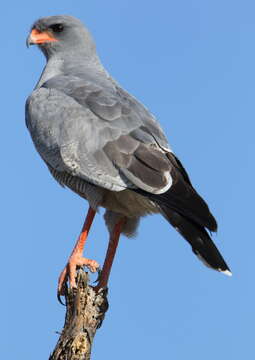 Image of Pale Chanting Goshawk