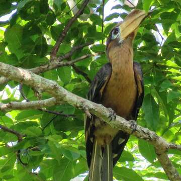 صورة Anorrhinus tickelli (Blyth 1855)