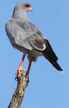 Image of Pale Chanting Goshawk