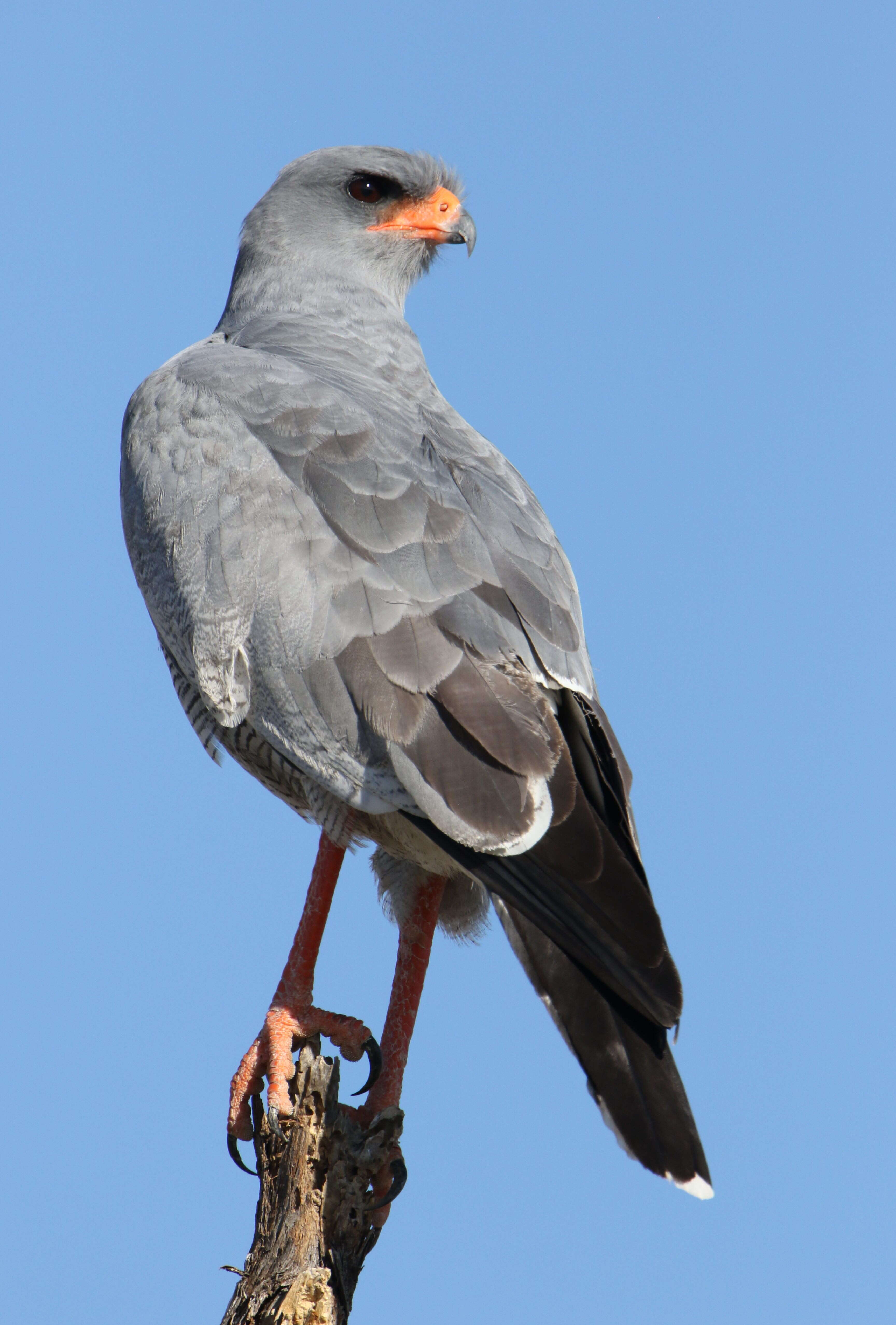 Image of Pale Chanting Goshawk