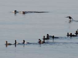 Image of Greater Scaup