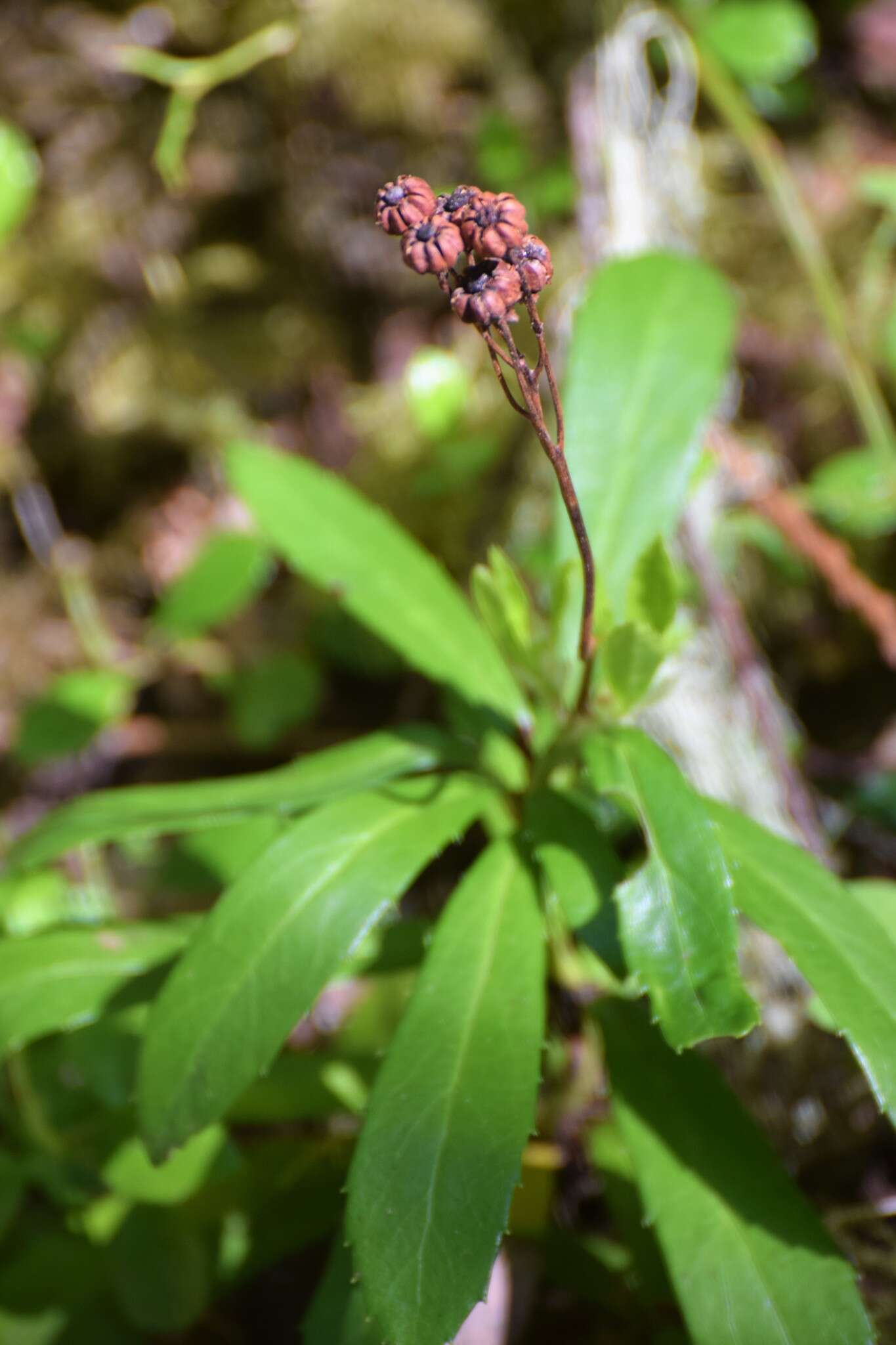 Image of pipsissewa