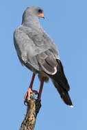 Image of Pale Chanting Goshawk