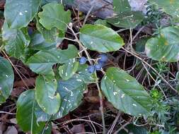 Image of kangaroo vine