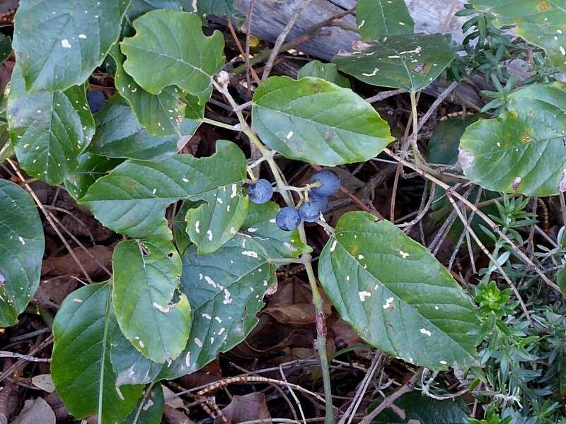 Image of kangaroo vine