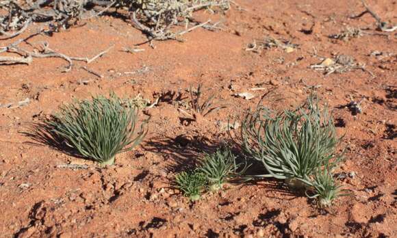 Image de Gethyllis grandiflora L. Bolus