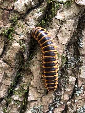 Image de Apheloria virginiensis corrugata Wood 1864