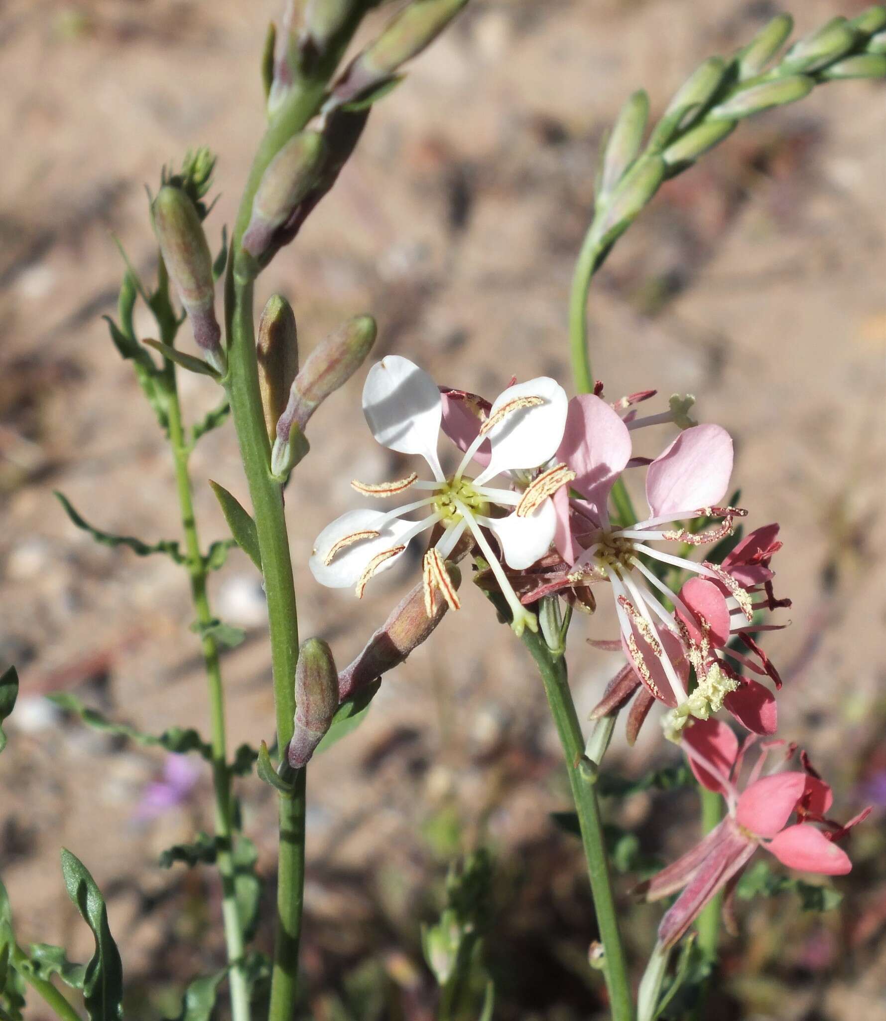 Oenothera suffrutescens (Ser.) W. L. Wagner & Hoch resmi