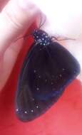 Euploea phaenareta Schaller 1785的圖片