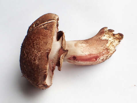 Image of Agaricus benesii (Pilát) Pilát 1951