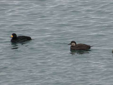 Image of American Scoter