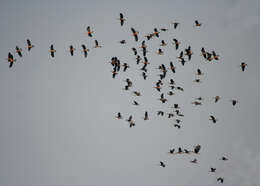 Image of Lesser Whistling Duck