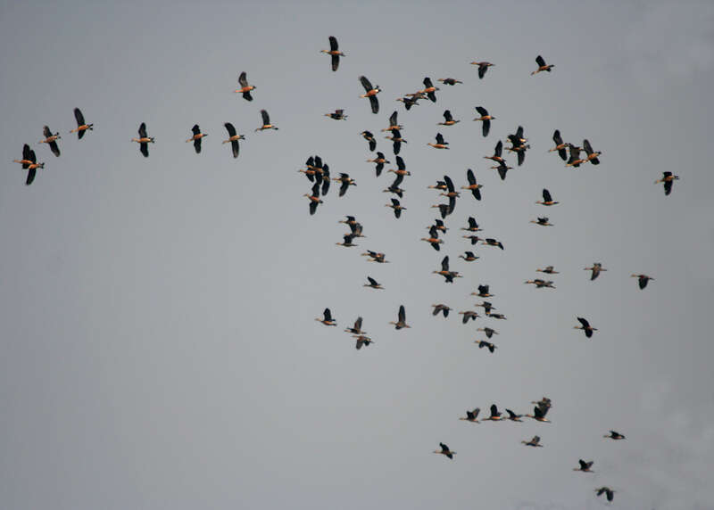 Image of Lesser Whistling Duck