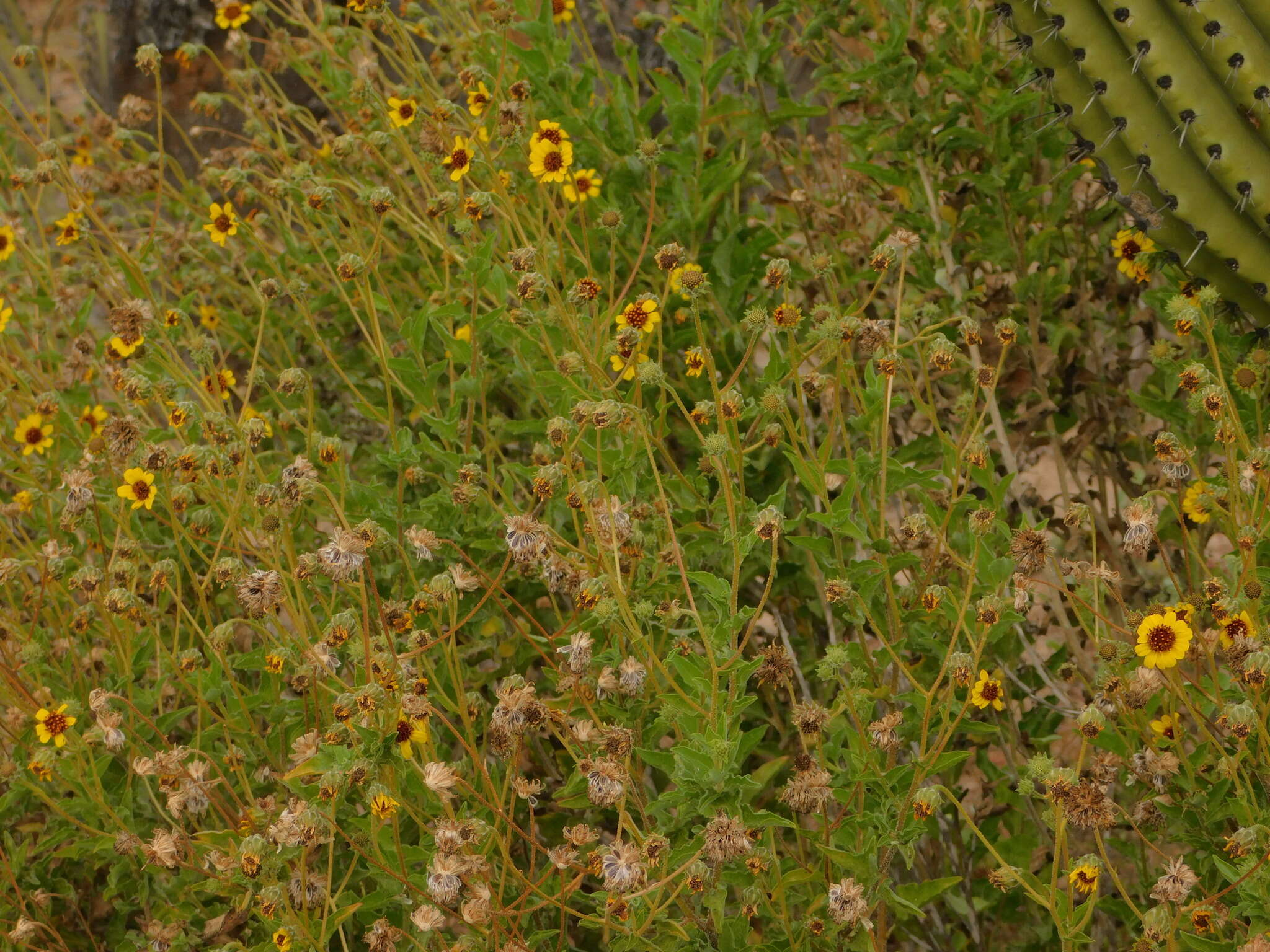 Sivun Encelia palmeri Vasey & N. E. Rose kuva