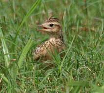 Image of Oriental Skylark