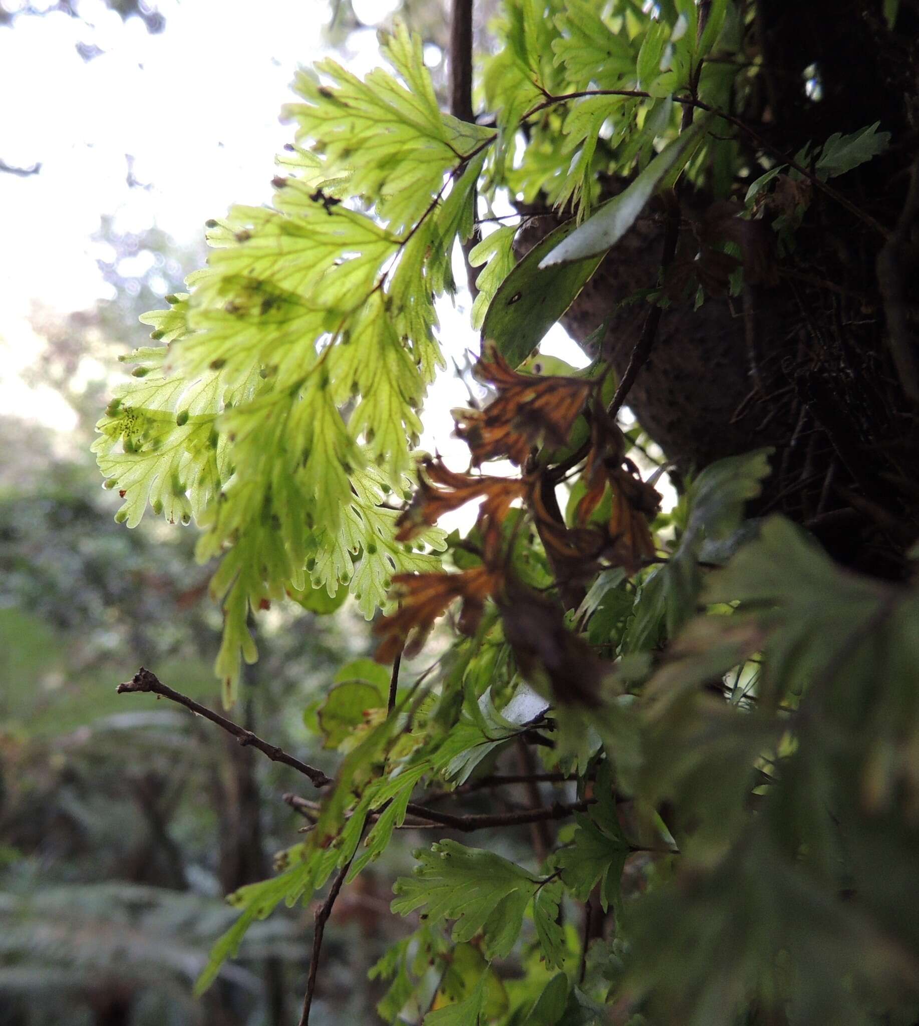 Imagem de Hymenophyllum flabellatum Labill.