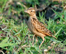 Image of Oriental Skylark