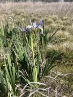 Image of Coast Iris