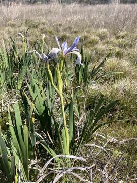 Plancia ëd Iris longipetala Herb.