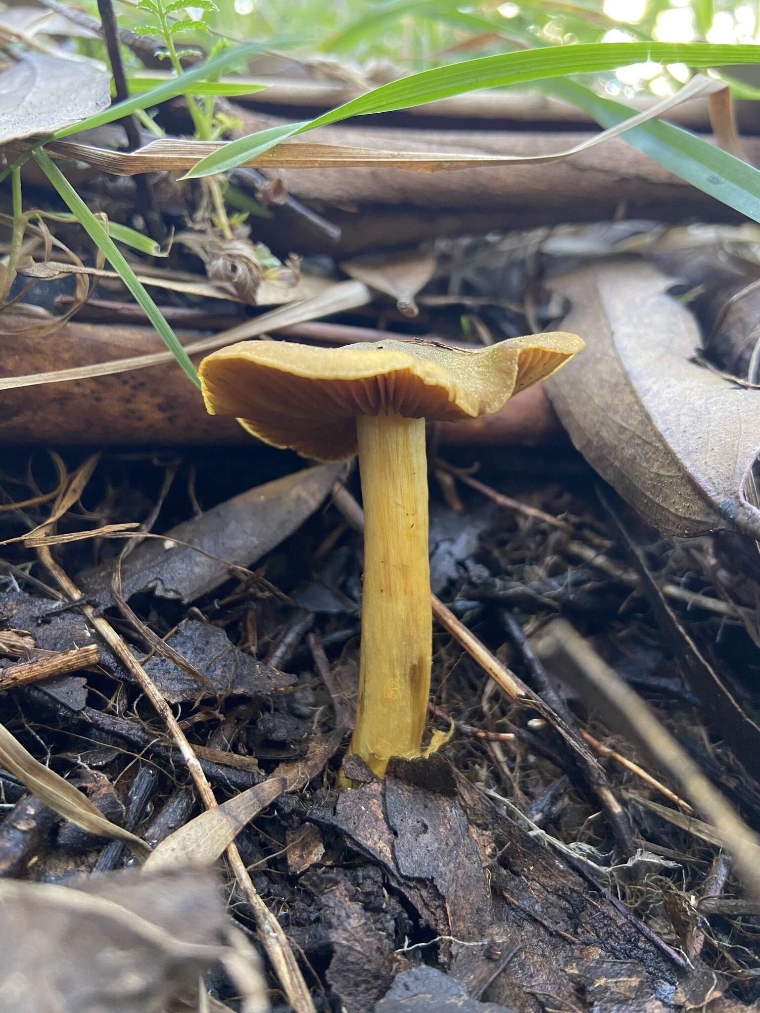 Image of Cortinarius chrysma Soop 1998