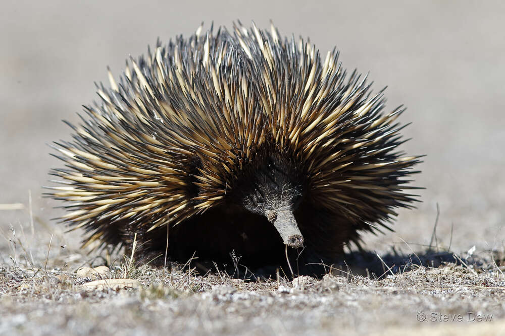 Image of Tachyglossus aculeatus acanthion (Collett 1884)