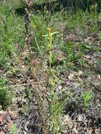 Pedicularis striata Pall. resmi