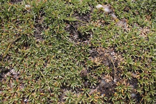 Image of Azorella ruizii G. M. Plunkett & A. N. Nicolas