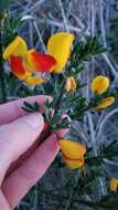 Image of Scotch broom