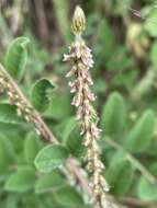 Indigofera astragalina DC.的圖片