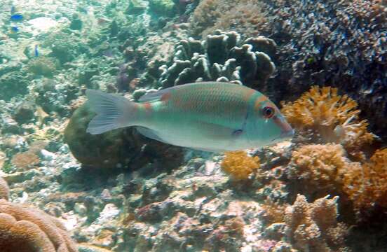 Image of Brown-headed emperor