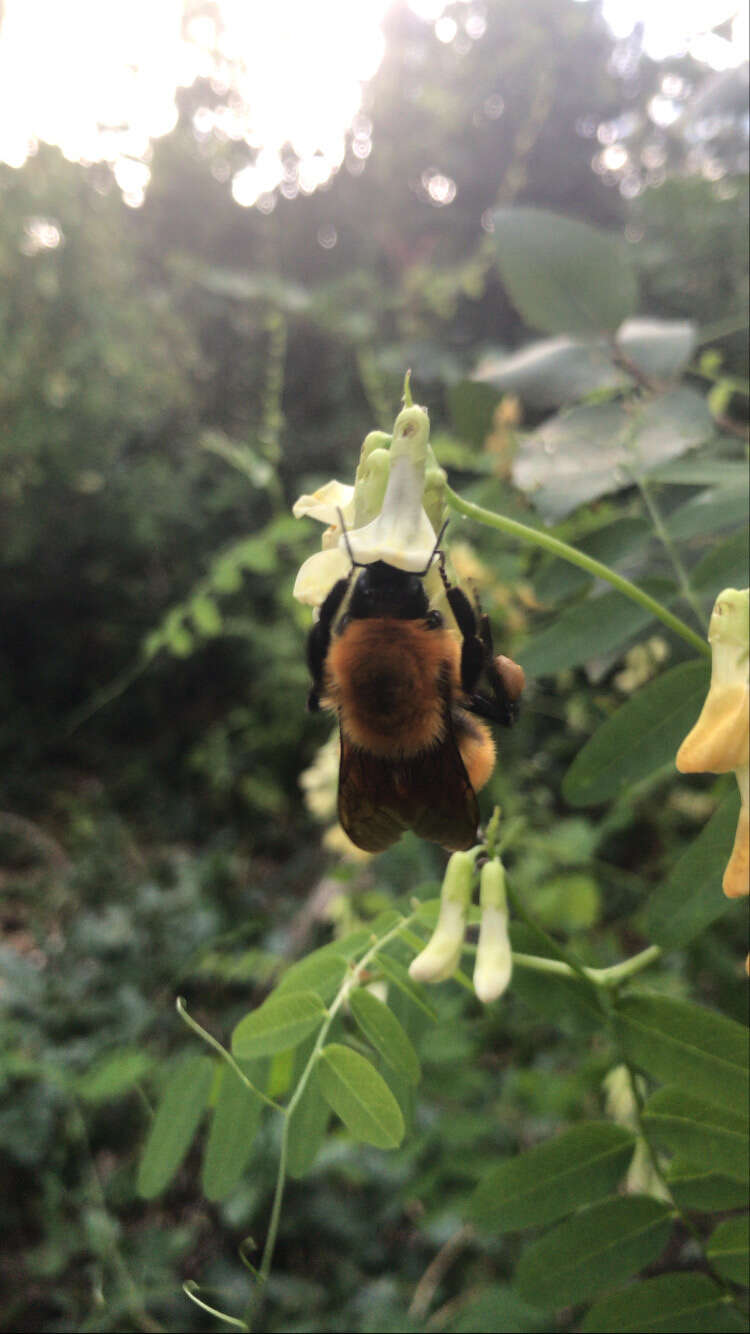 Image de Bombus dahlbomii Guérin-Méneville 1835