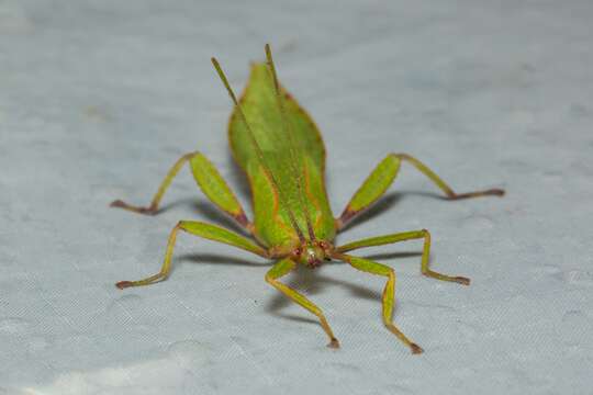 Image of Phyllium (Phyllium) brossardi Cumming, Le Tirant & Teemsma 2017