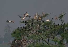 Image of Grey Pelican