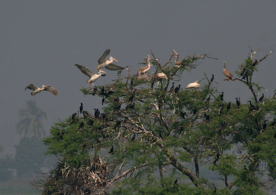 Image of Grey Pelican