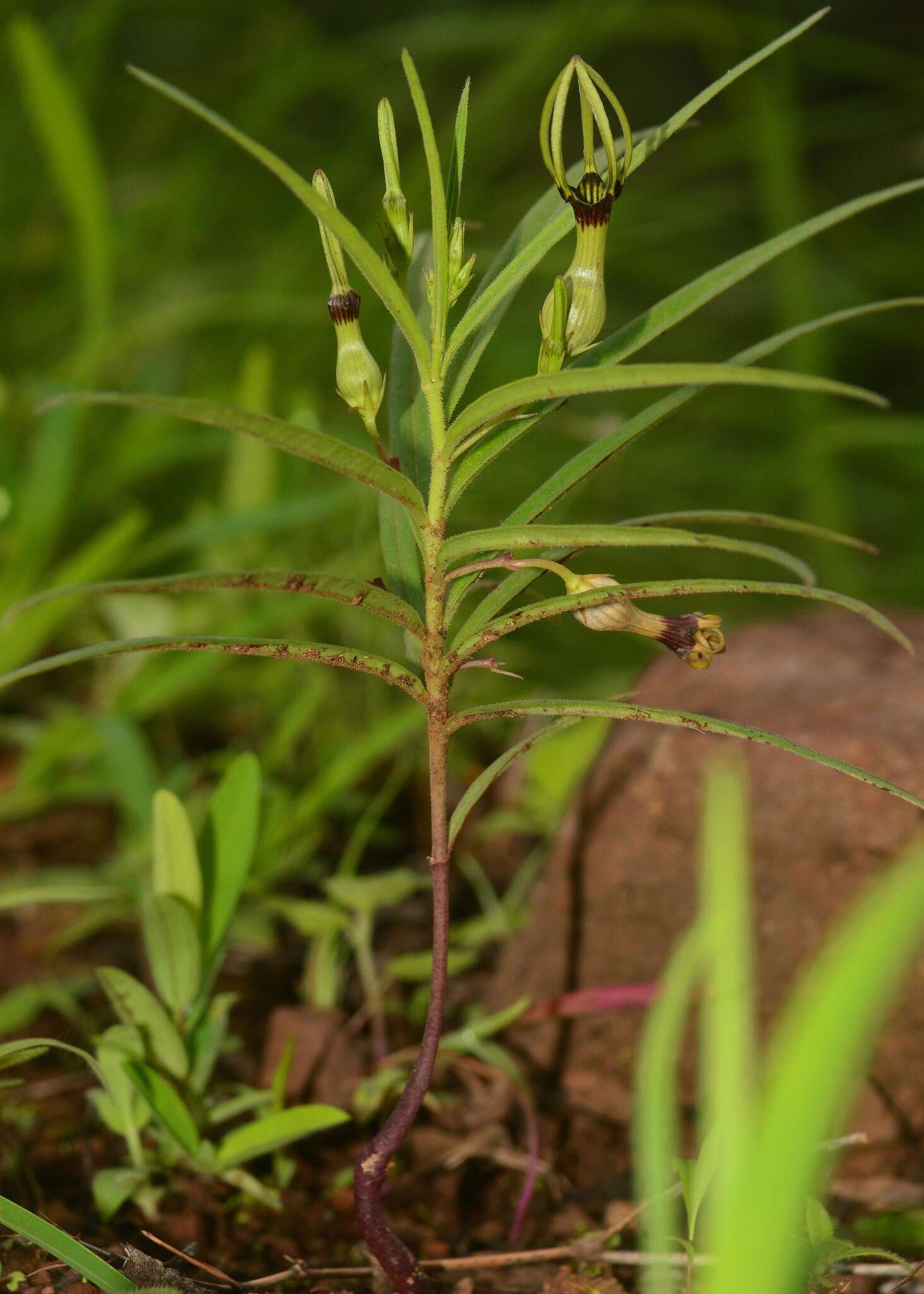 Sivun Ceropegia noorjahaniae M. A. Ansari kuva