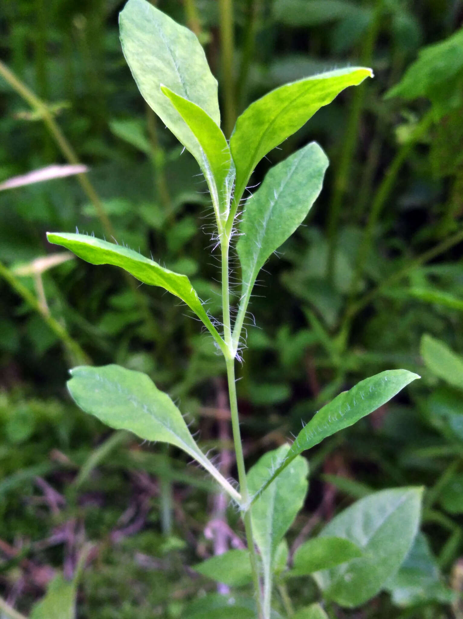 Image of Cerastium davuricum Fischer