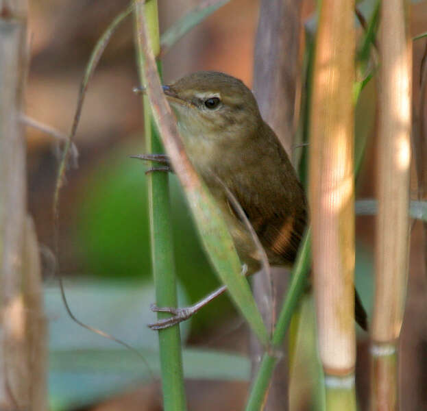 Acrocephalus concinens (Swinhoe 1870) resmi