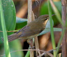 Acrocephalus concinens (Swinhoe 1870) resmi